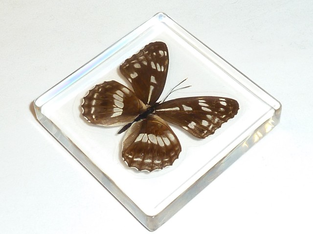 Бабочки №92 - Ленточник Дёрриса (Limenitis Doerriesi)