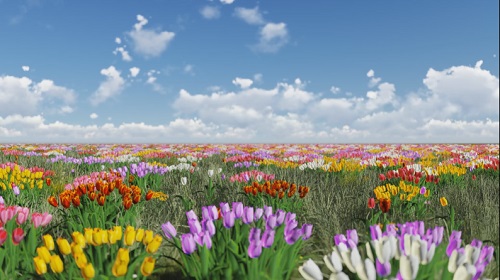 Tulips video animation 7 clip footage