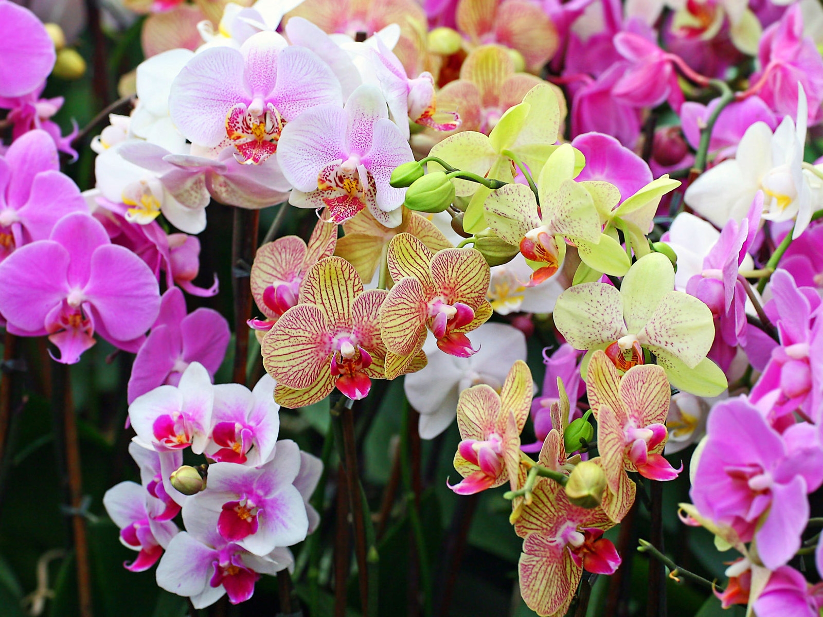 Секреты выращивания орхидей: все, что нужно знать (ФОТО)