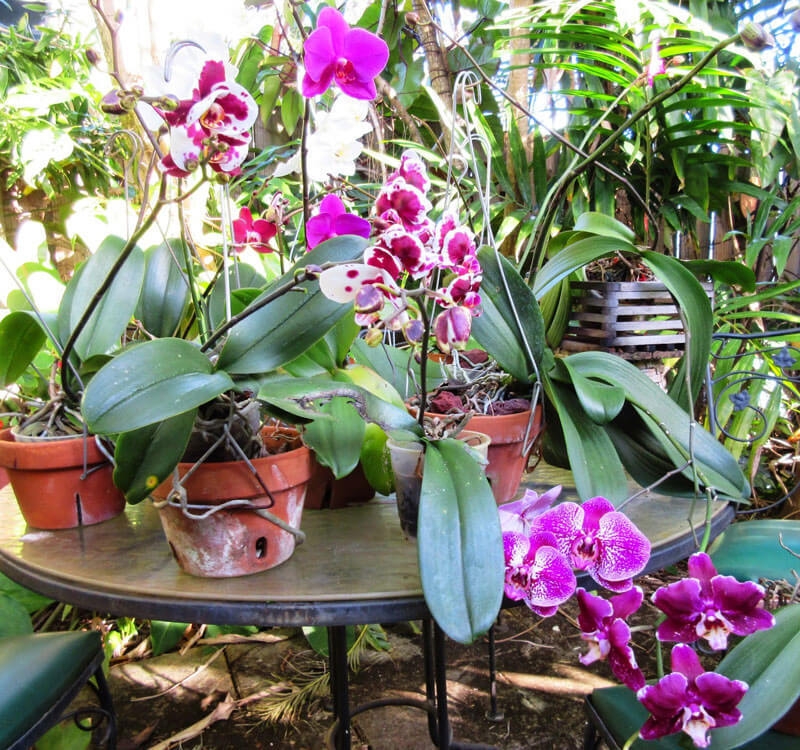 Секреты выращивания орхидей: все, что нужно знать (ФОТО)