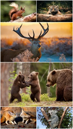 Wallpapers of Wild Animals (Big Pack 2)