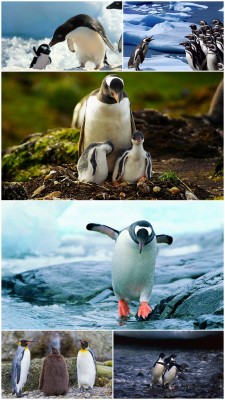 Чудесные фото пингвинов