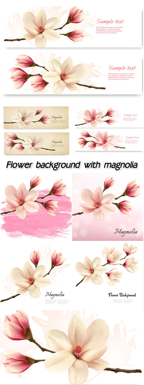 Flower background with magnolia
