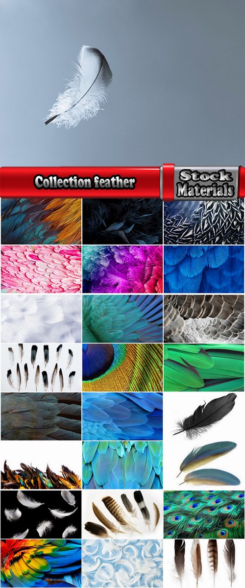 Collection feather feathers wing background is 25 HQ Jpeg