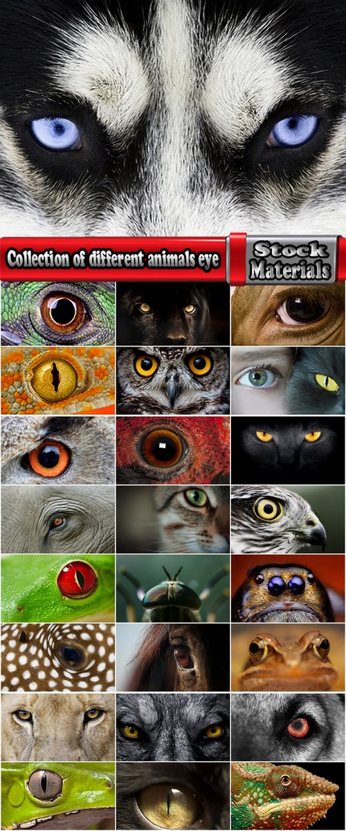 Collection of different animals eye eyes 25 HQ Jpeg