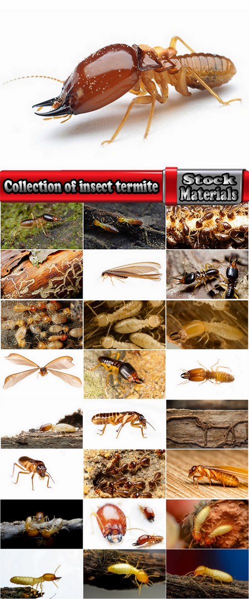 Collection of insect termite mound ant colony 25 HQ Jpeg
