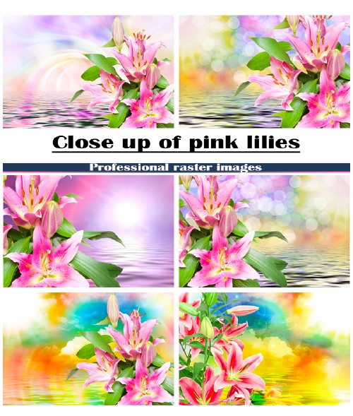 Розовые лилии крупным планом
